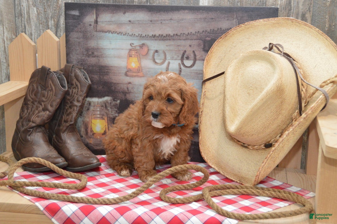 Cavapoo dogs for sale: Jerrick - Ad 5