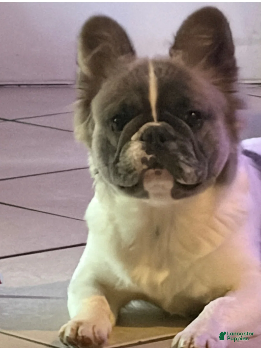 French Bulldog dogs for stud: Fluffy Frenchie - Ad 1