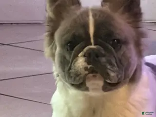 French Bulldog dogs Fluffy Frenchie for sale - Ad 1