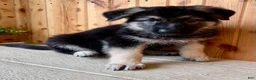German Shepherd dogs for sale: Prissy  - Ad 8