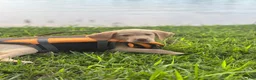 Labrador Retriever dogs for sale: Labrador Retriever 5 - Ad 10