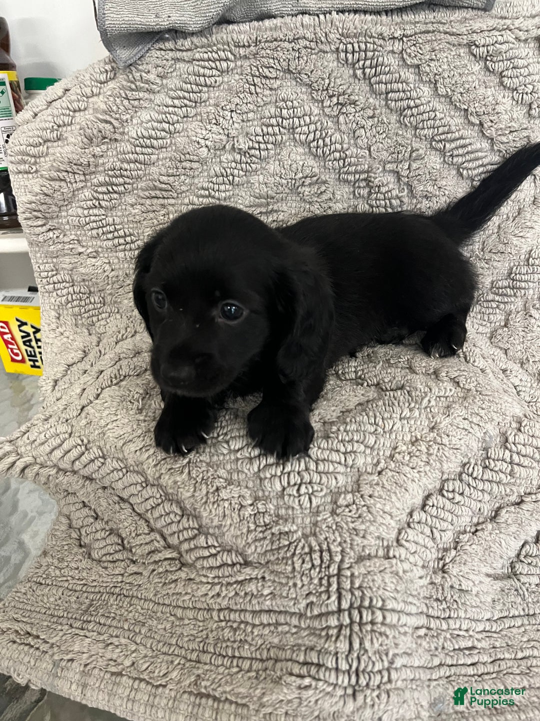 Miniature Dachshund dogs for sale: James - Ad 5