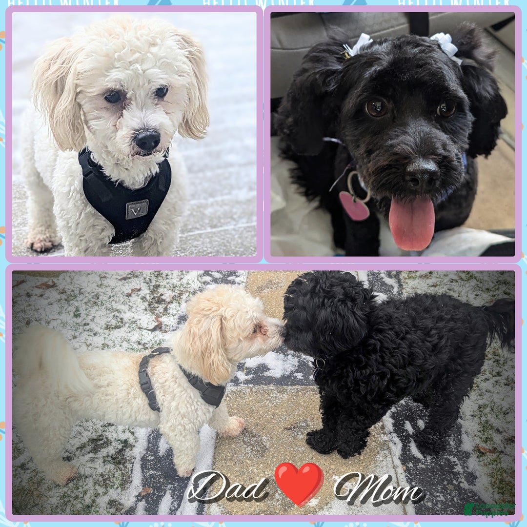 Mixed Breed dogs for sale: Rocket - Ad 24