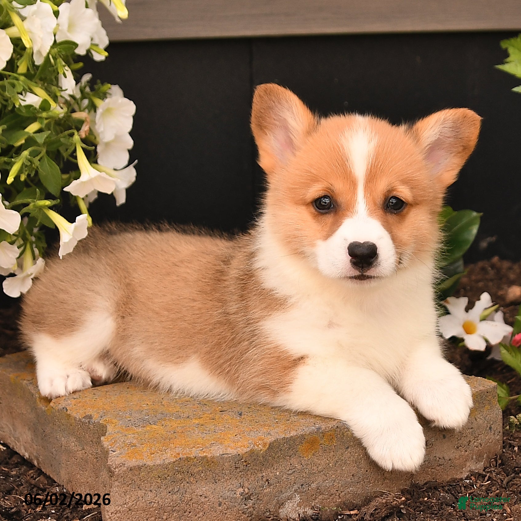 Welsh Corgi Pembroke dogs for sale: Beauty - Ad 3