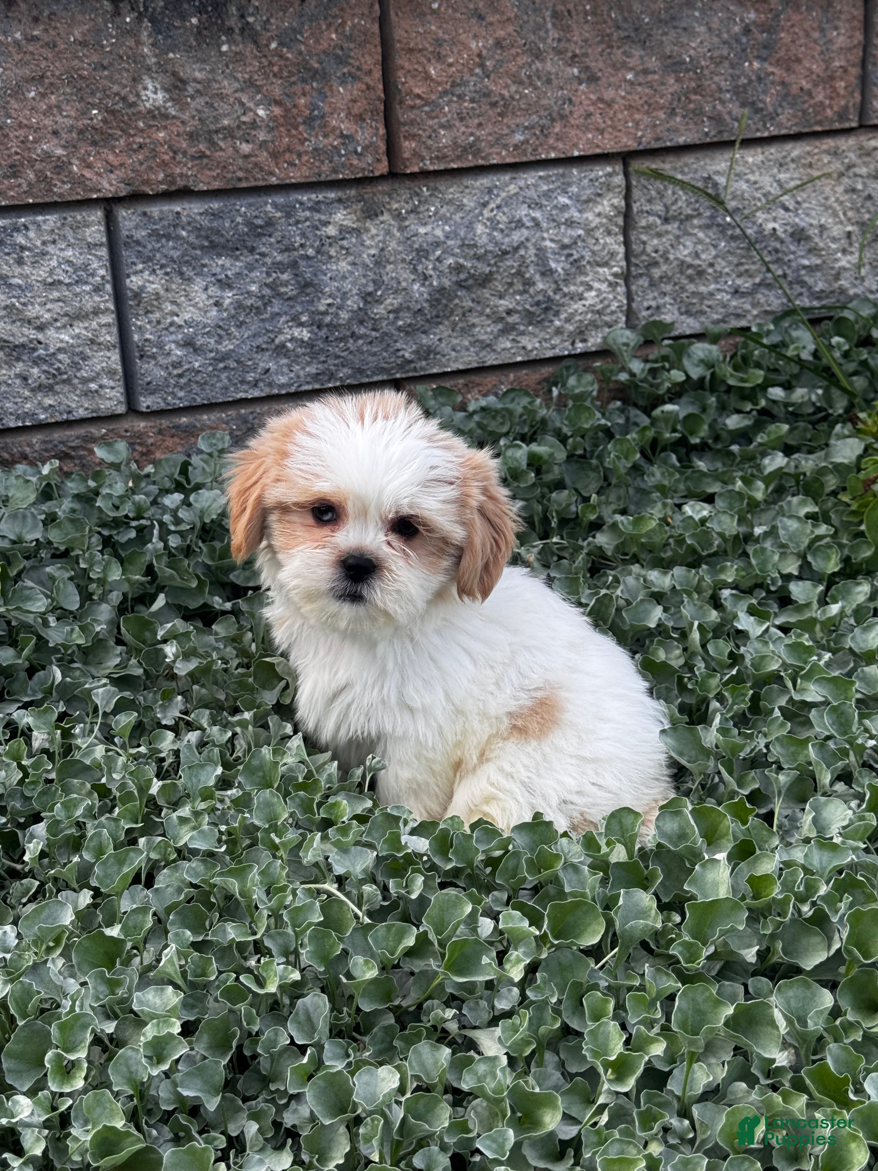 Shih Tzu dogs Simba - Ad 11