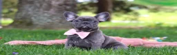 French Bulldog dogs for sale: Lucy - Ad 6