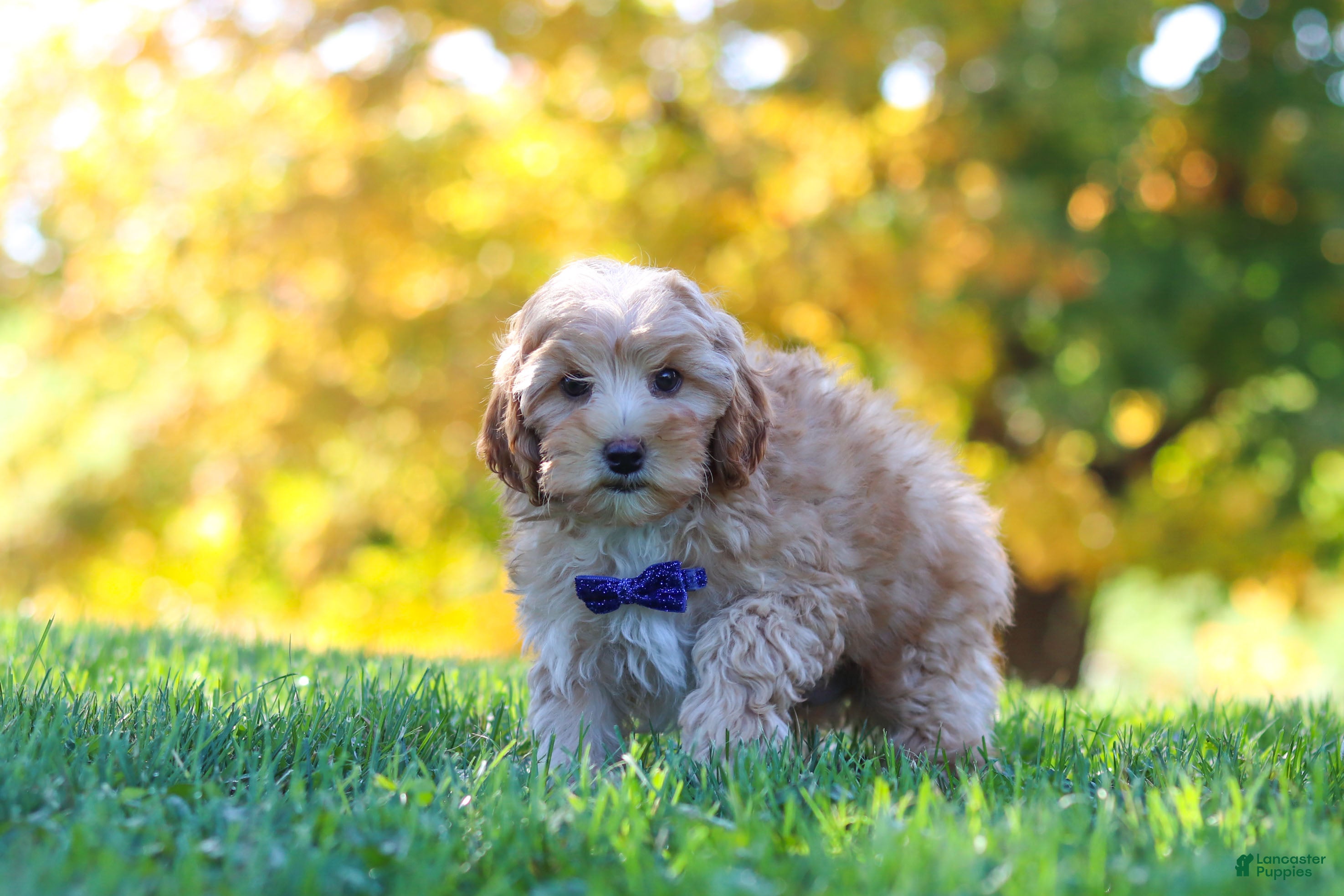 Yorkiepoo dogs Asher - Ad 1