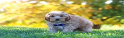Yorkiepoo dogs for sale: Asher - Ad 1