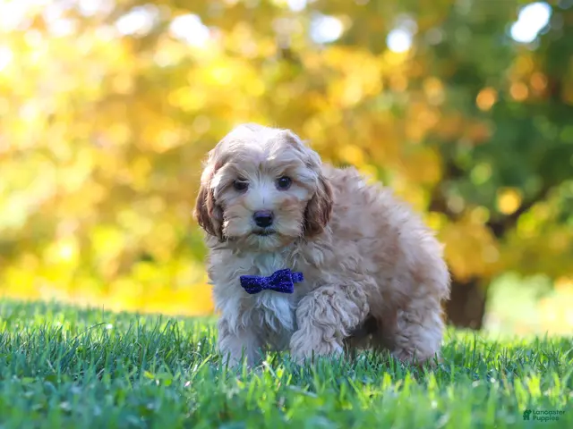 Yorkiepoo dogs for sale: Asher - Ad 1