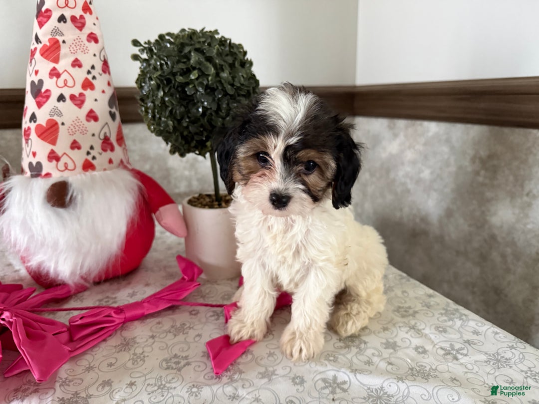 Cavapoo dogs for sale: Charm - Ad 2