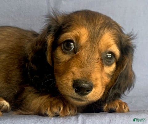 Miniature Dachshund dogs Charlie - Ad 2
