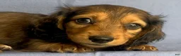 Miniature Dachshund dogs for sale: Charlie - Ad 2