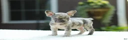French Bulldog dogs for sale: Joy - Ad 8