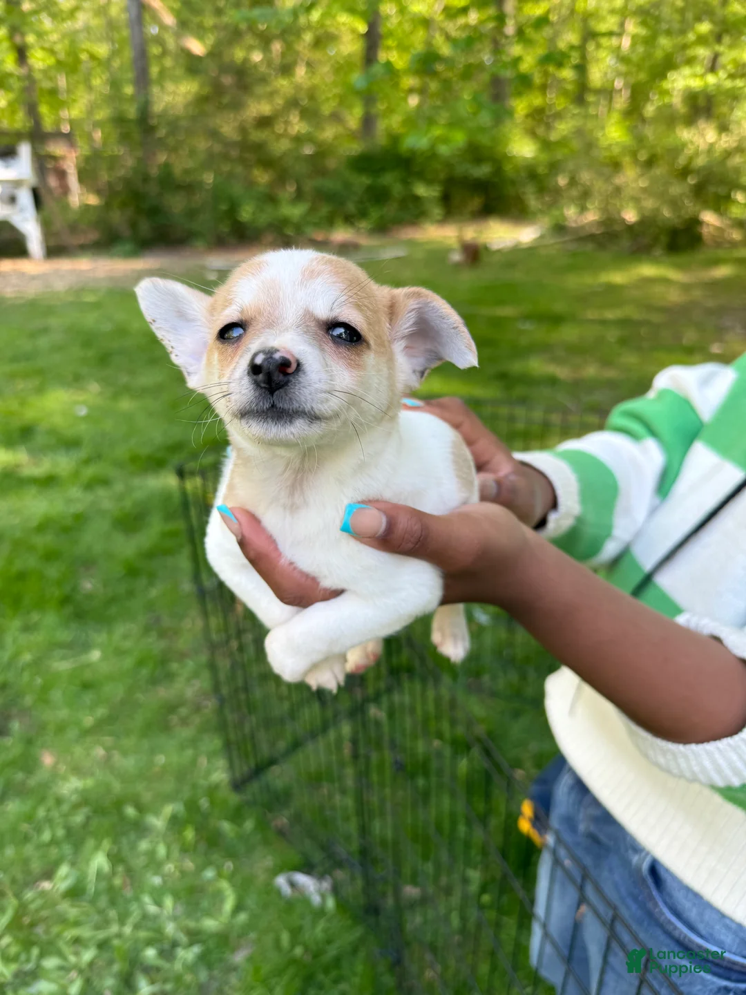 Pomchi dogs for sale: Pomchi Puppy 1 - Ad 1