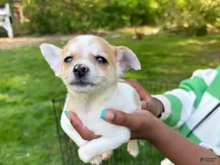 Pomchi dogs Pomchi Puppy 1 - Ad 3