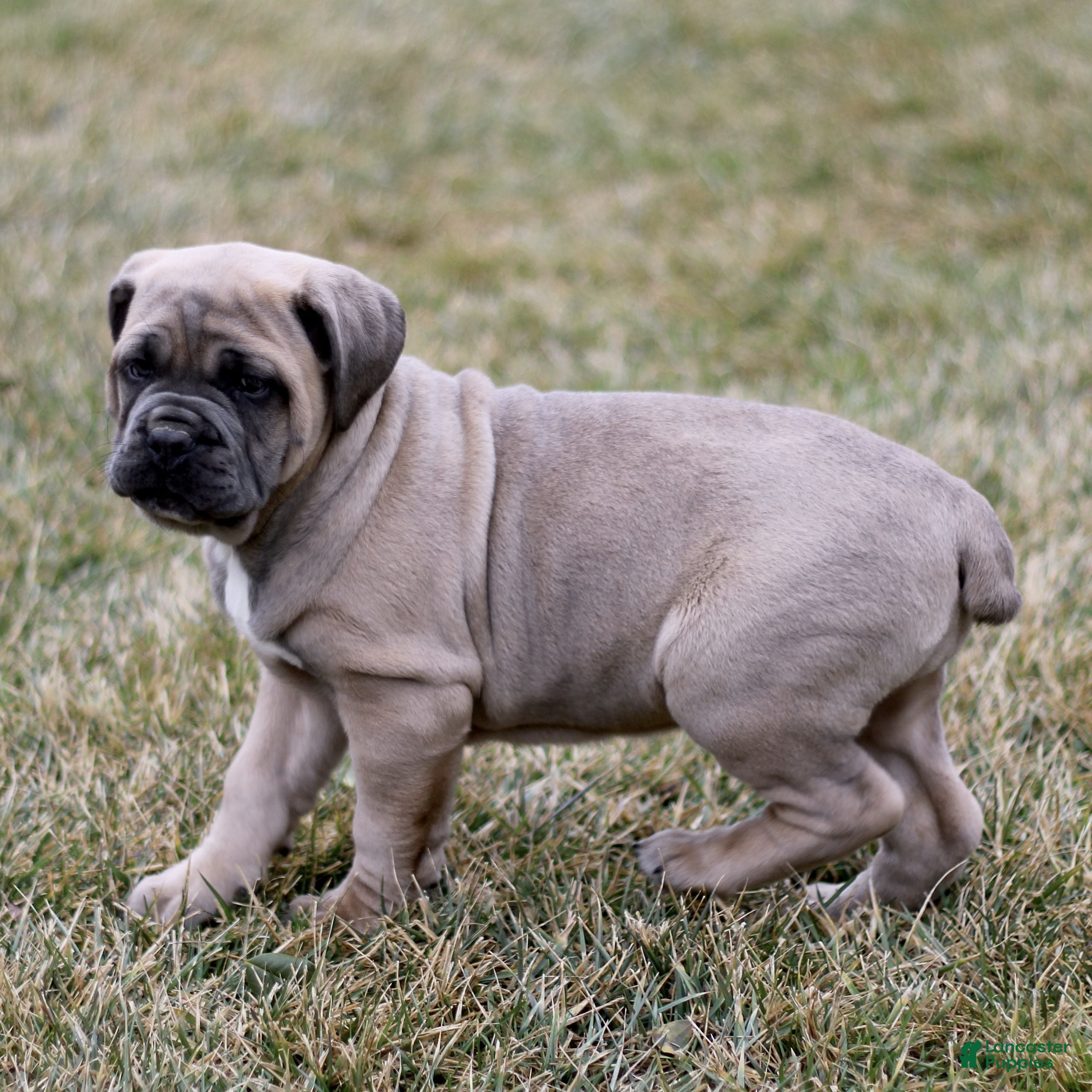 Cane Corso dogs Nala  - Ad 2