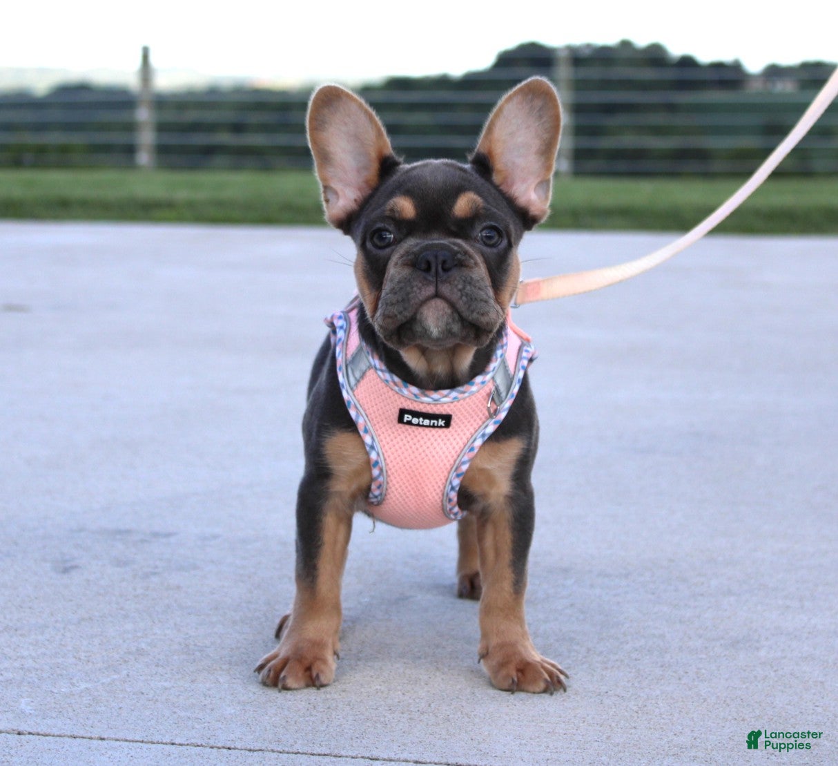 French Bulldog dogs Sasha - Ad 1