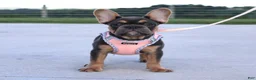 French Bulldog dogs for sale: Sasha - Ad 1