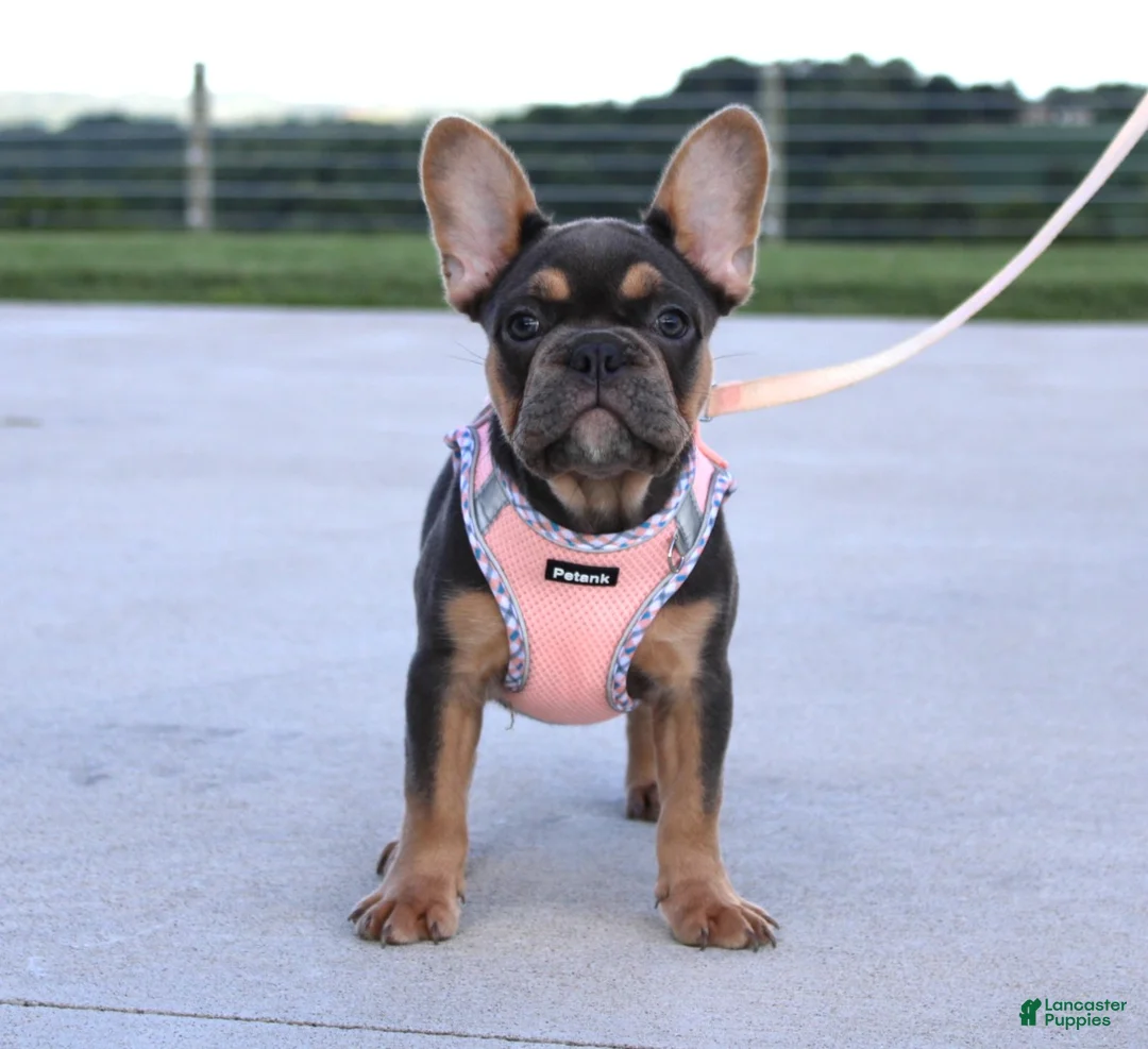 French Bulldog dogs for sale: Sasha - Ad 1