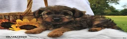 Morkie dogs for sale: Peanut  - Ad 4