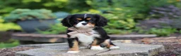 Cavalier King Charles Spaniel dogs for sale: Riley - Ad 7