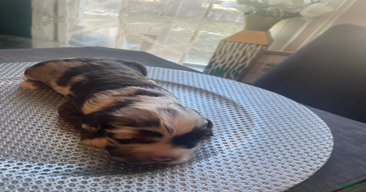 Cocker Spaniel 3 Cocker Spaniel for sale in Columbus | Lancaster