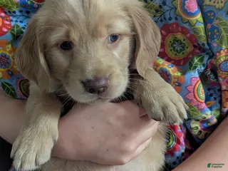 Golden Retriever dogs for sale: Maple - Ad 1