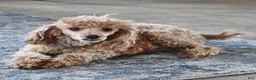 Cockapoo dogs for sale: Logan - Ad 4