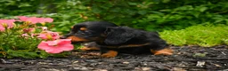 Miniature Dachshund dogs for sale: AKC-Jane - Ad 10