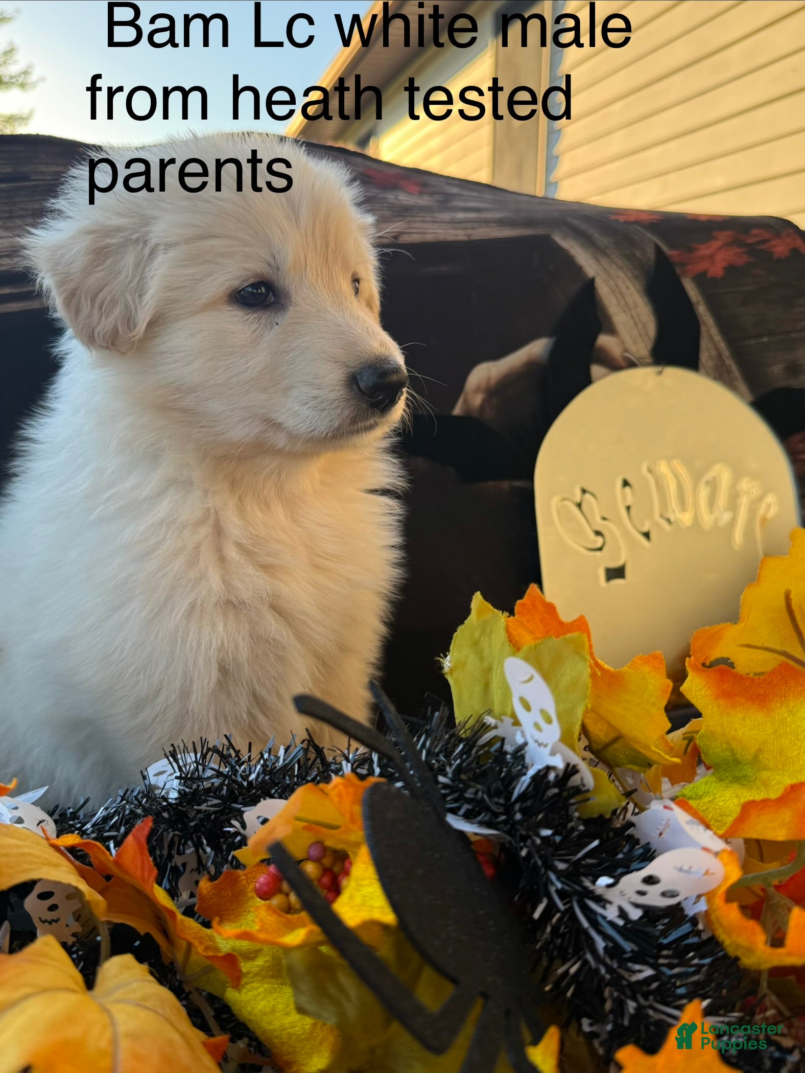 German Shepherd dogs for sale: Bam  - Ad 21
