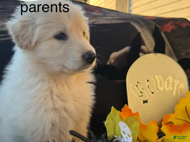 German Shepherd dogs for sale: Bam - Ad 21