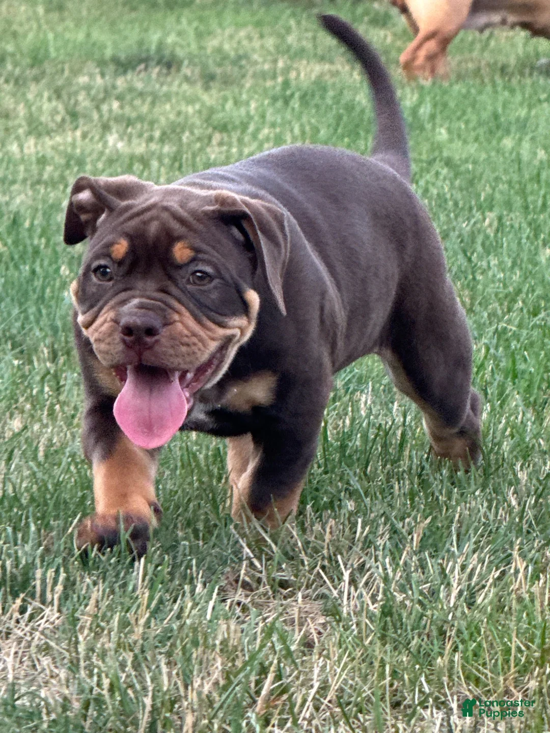 American Bully dogs for sale: American Bully 1 - Ad 2