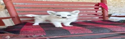Pomsky dogs for sale: Abby - Ad 3