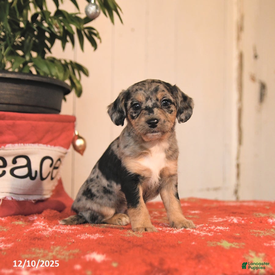 Jackapoo dogs Cappuccino - Ad 13