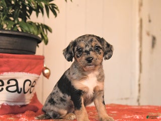 Jackapoo dogs Cappuccino - Ad 13