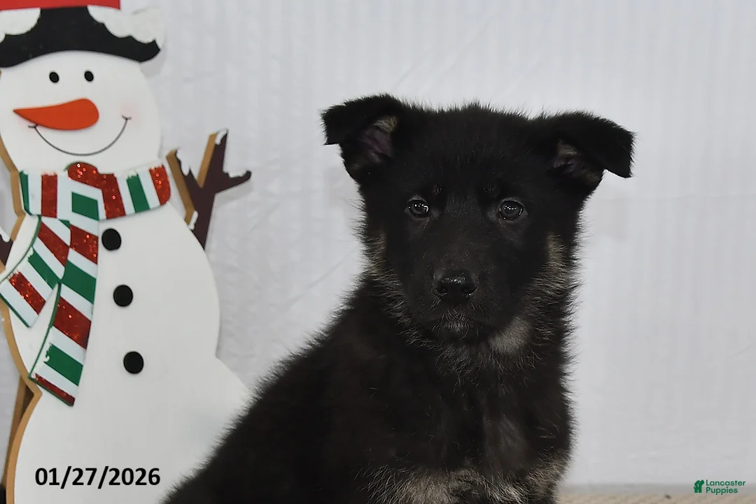 German Shepherd dogs for sale: Melody - Ad 8