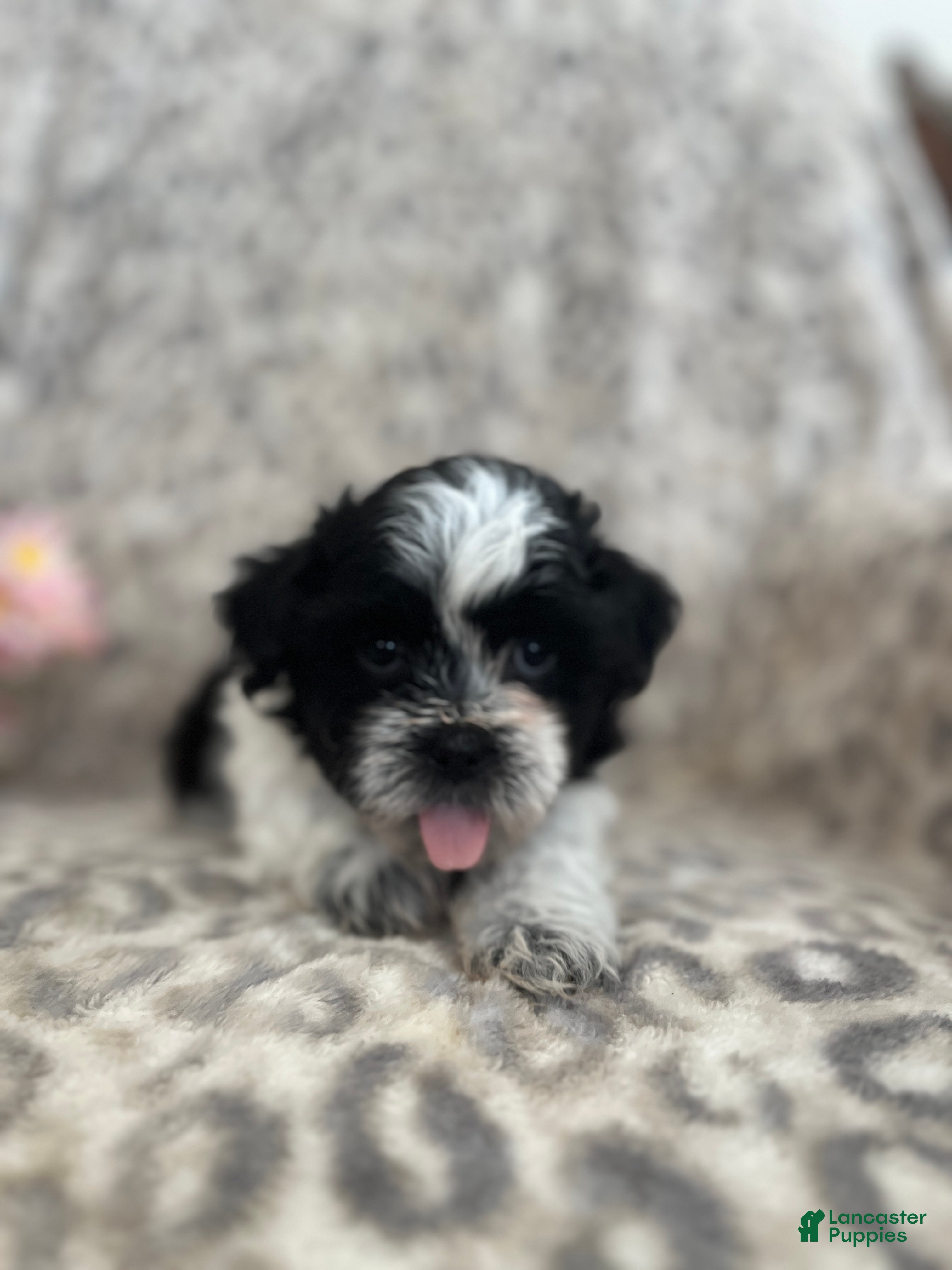 Teddy Bear dogs for sale: Teddy Bear Maverick - Ad 1