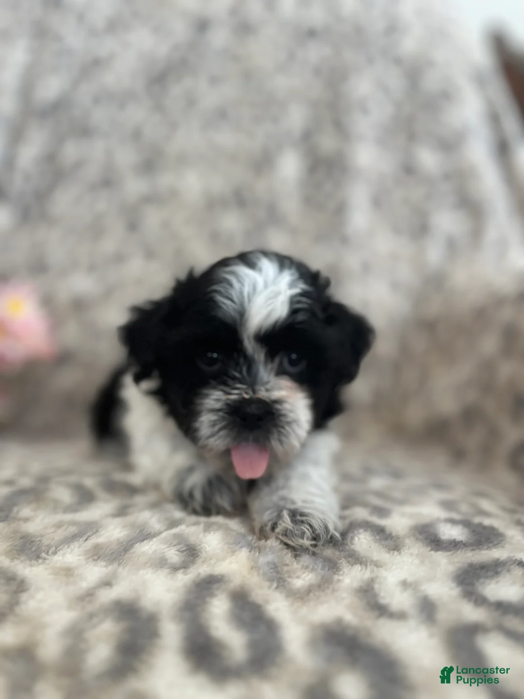 Teddy Bear dogs for sale: Teddy Bear Maverick - Ad 1