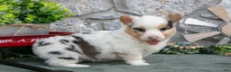 Welsh Corgi Pembroke dogs for sale: Asha - Ad 3