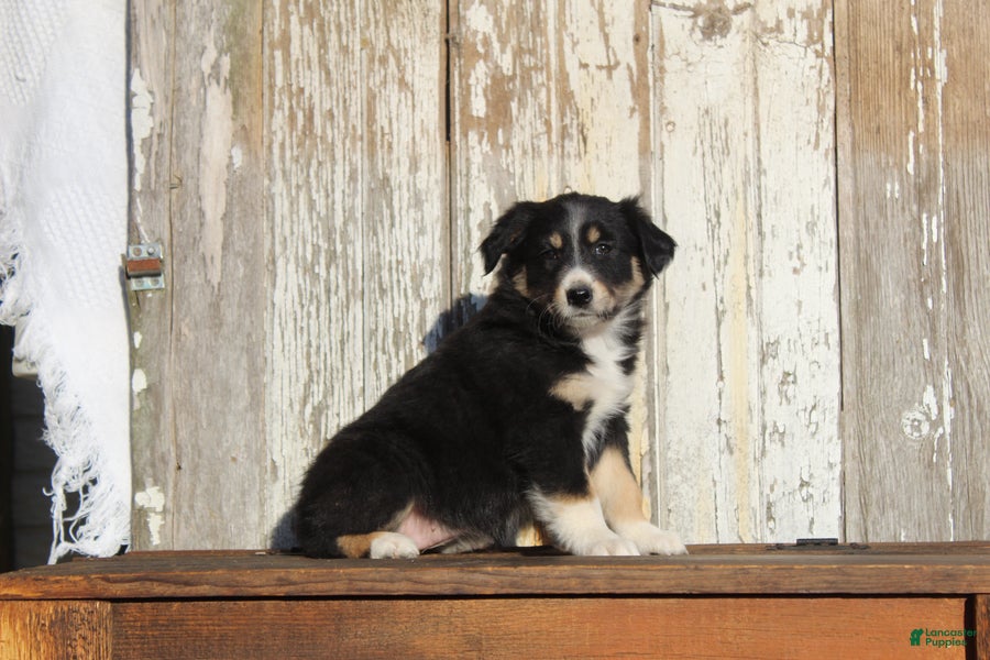 Australian Cattle Dog dogs Zoey - Ad 1