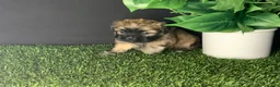 Shih Tzu dogs for sale: James - Ad 5
