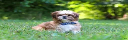 Shih Tzu dogs for sale: Sammy - Ad 1