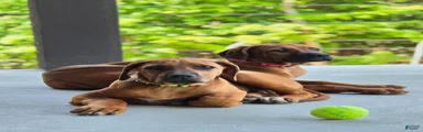 Rhodesian Ridgeback Puppy 4