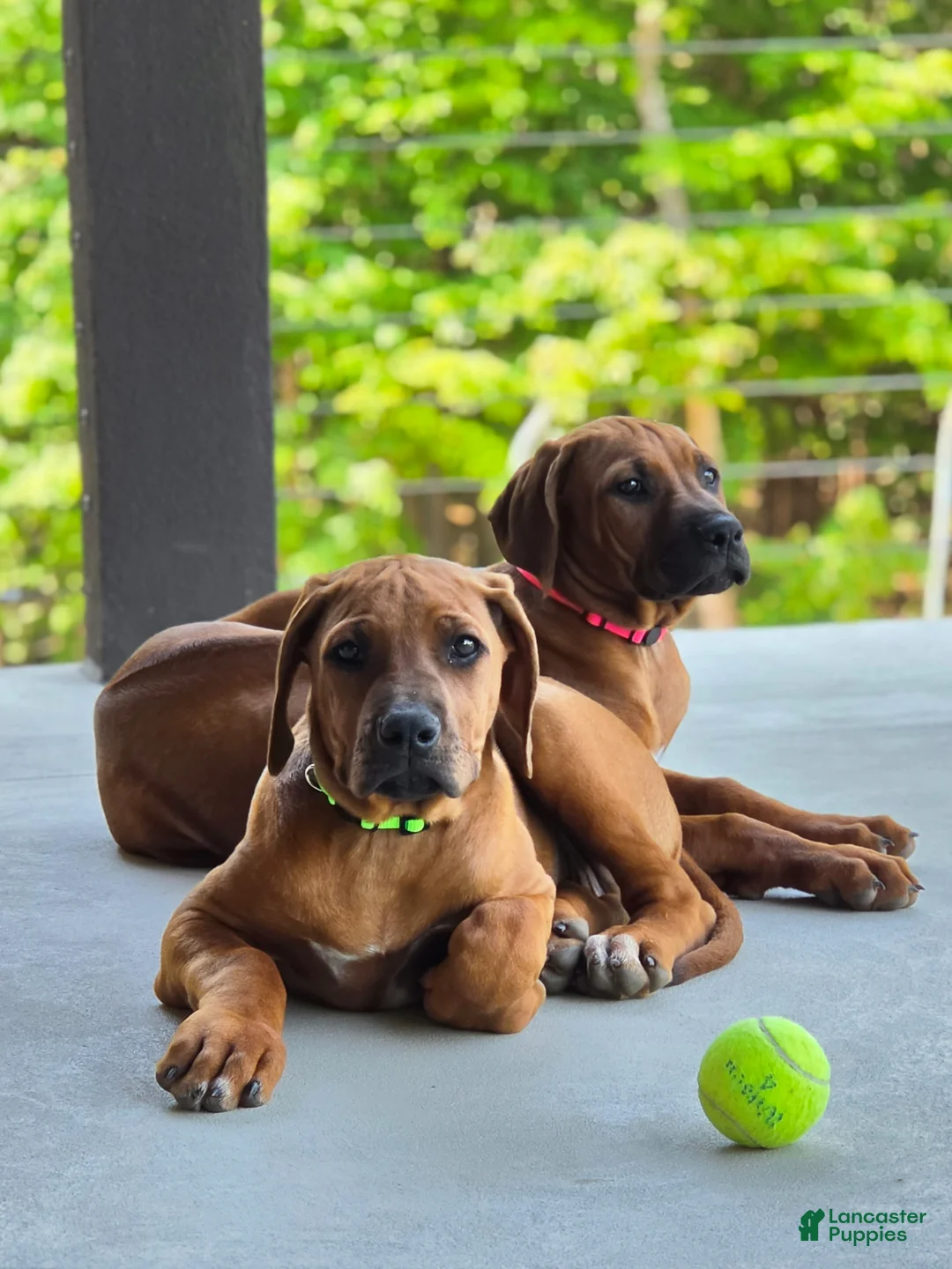 Rhodesian Ridgeback dogs for sale: Rhodesian Ridgeback Puppy 4 - Ad 1