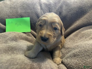Golden Retriever dogs for sale: Red Male - Ad 2