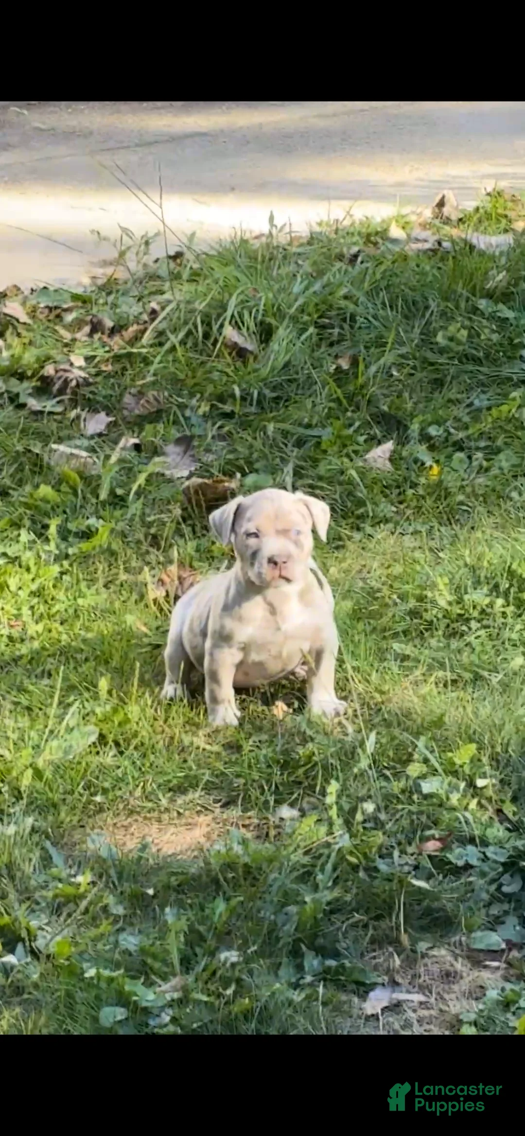 American Bully dogs for sale: American Bully 2 - Ad 1