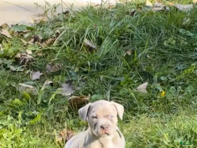 American Bully dogs for sale: American Bully 2 - Ad 4