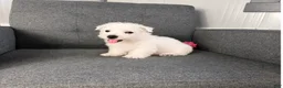 West Highland Terrier dogs for sale: Johnny - Ad 3