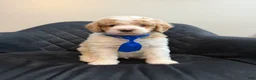 Standard Poodle dogs for sale: France - Ad 4