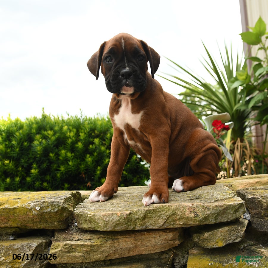 Boxer dogs Tiara - Ad 1